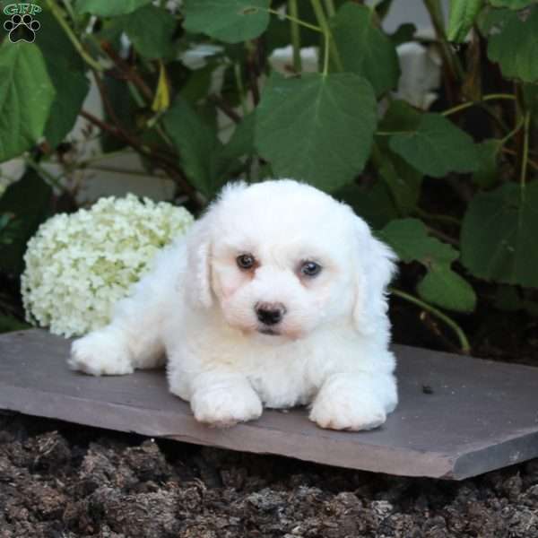 Milo, Bichon Frise Puppy